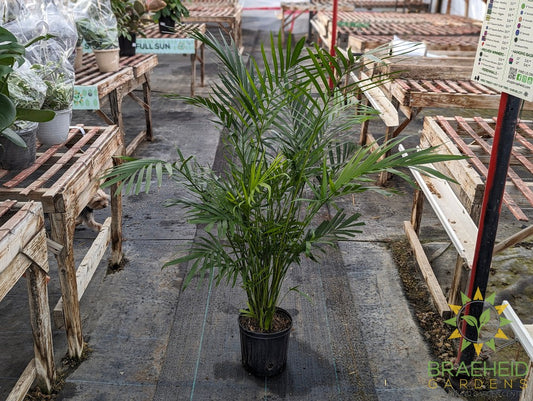 Large Cataractarum Palm - NO SHIP -
