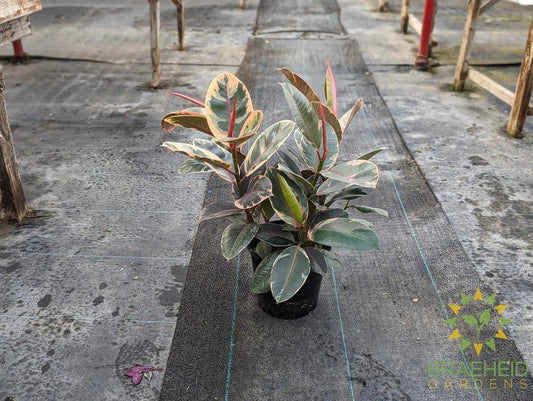 Large Rubber Tree Ruby - NO SHIP