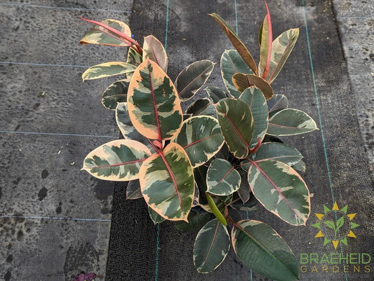 Large Rubber Tree Ruby - NO SHIP