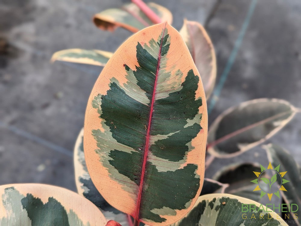 Large Rubber Tree Ruby - NO SHIP