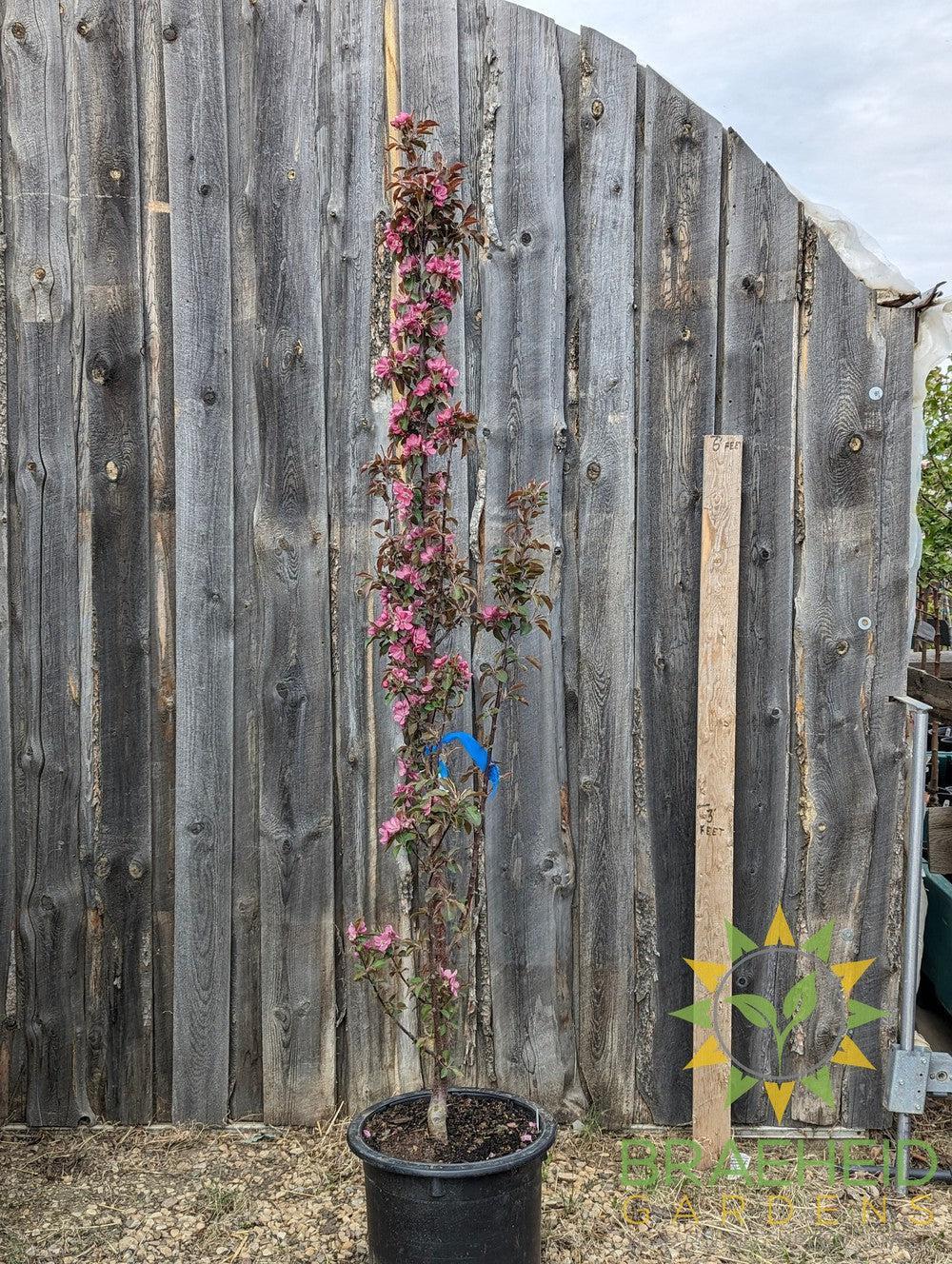 Browse Ornamental Crabapples | Grande Prairie, Alberta | Browse online ...
