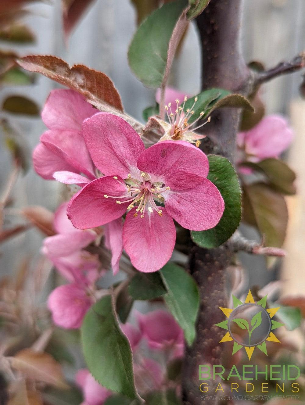 Browse Ornamental Crabapples | Grande Prairie, Alberta | Browse online ...
