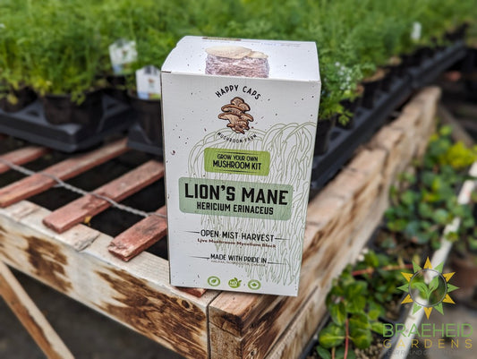 Lions Mane Mushroom Kit