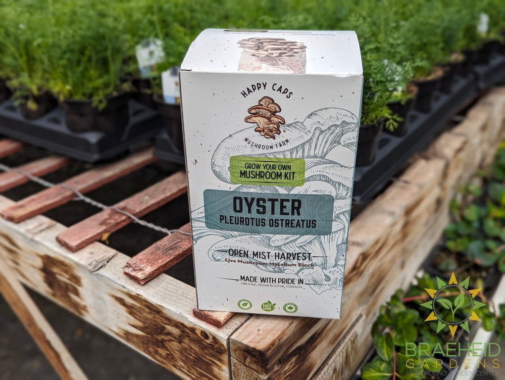 Oyster Mushroom Kit