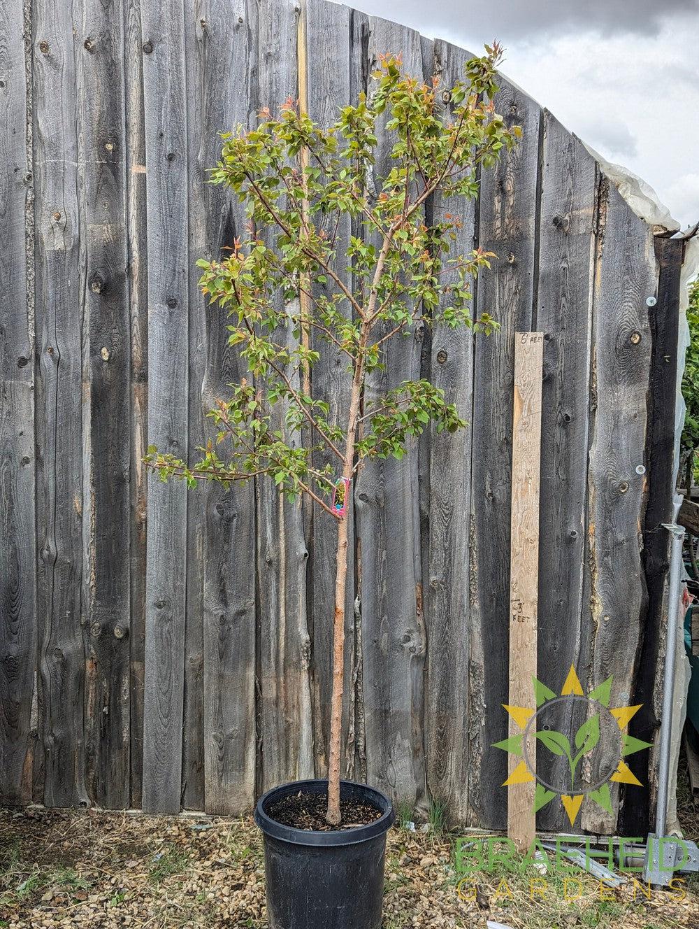 Casino™ Apricot- Tree for sale, Grown in Grande Prairie -Braeheid Gardens Ltd. on Emerson Trail