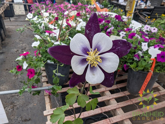 Columbine Swan Violet & White