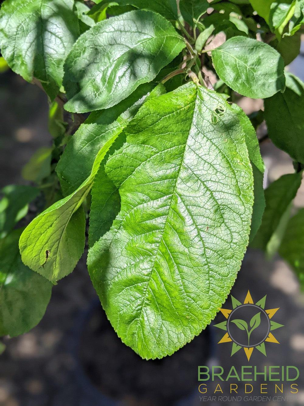 Opata Cherry Plum- Tree for sale, Grown in Grande Prairie -Braeheid Gardens Ltd. on Emerson Trail