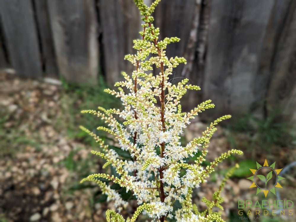 Astilbe 'Younique White' - NO SHIP -