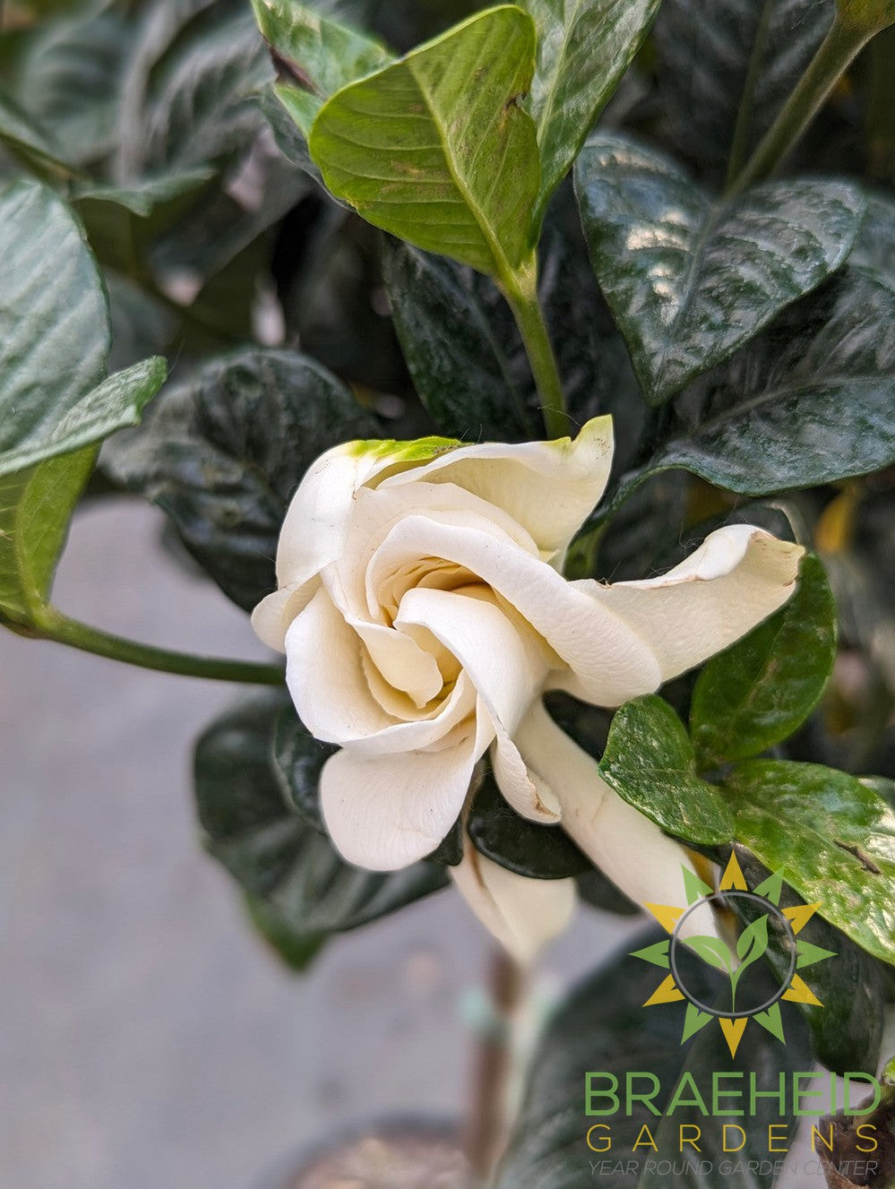 Gardenia Tree