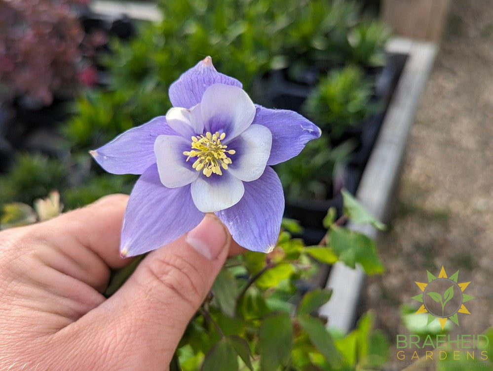 Columbine Earlybird Blue - White