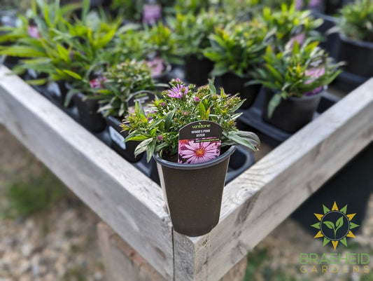 Aster dumosus 'Wood's Pink' - NO SHIP -