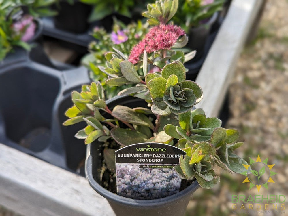 Sedum Sunsparkler Dazzleberry