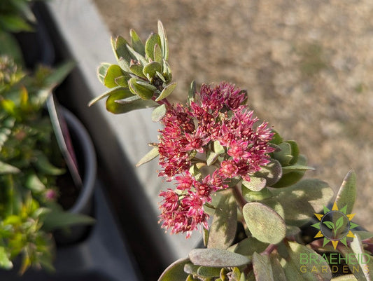 Sedum Sunsparkler Dazzleberry