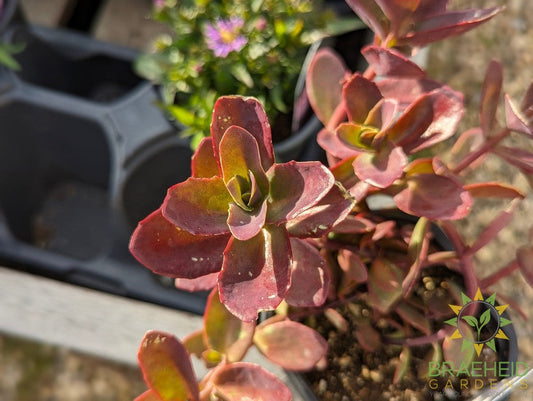 Sedum Sunsparkler Wildfire