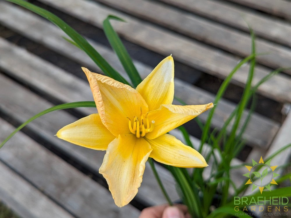 Daylily Punch Yellow - NO SHIP -