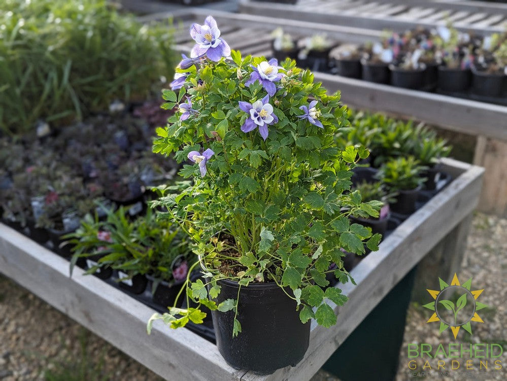 Columbine Earlybird Blue - White