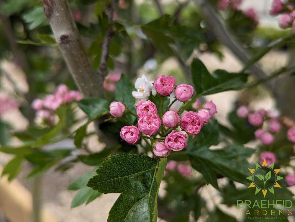 Toba Hawthorn- Tree for sale, Grown in Grande Prairie -Braeheid Gardens Ltd. on Emerson Trail