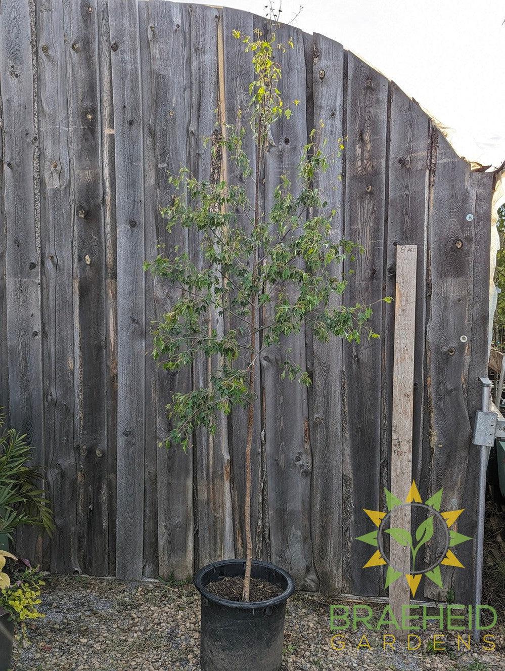 Weeping Cutleaf Birch- Tree for sale, Grown in Grande Prairie -Braeheid Gardens Ltd. on Emerson Trail