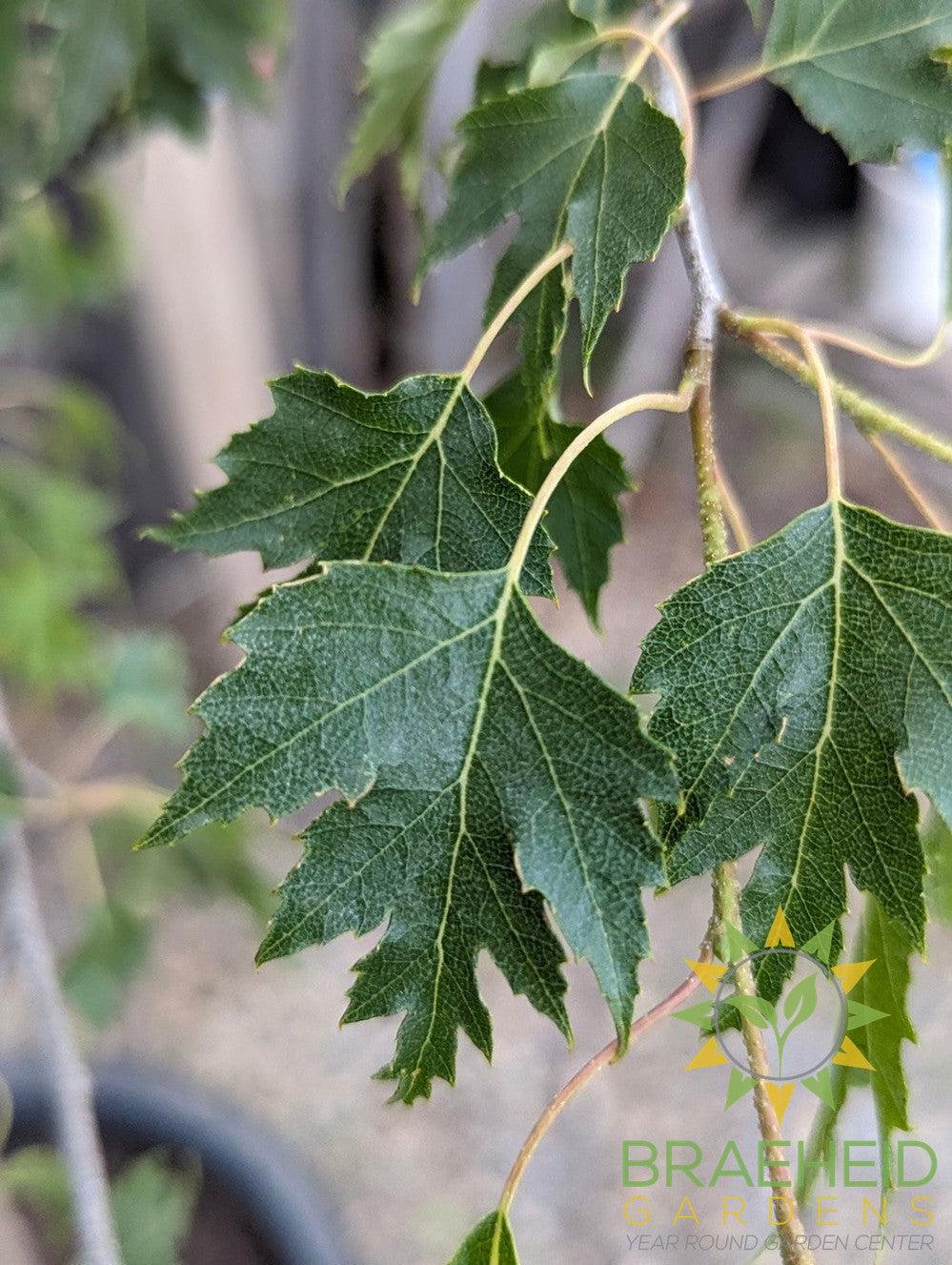 Weeping Cutleaf Birch- Tree for sale, Grown in Grande Prairie -Braeheid Gardens Ltd. on Emerson Trail