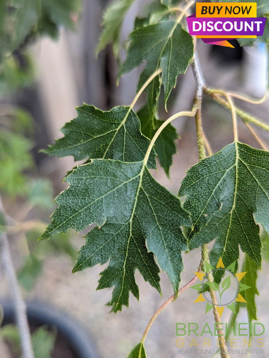 Weeping Cutleaf Birch