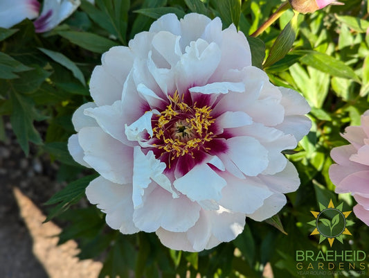 Cora Louise Itoh Peony