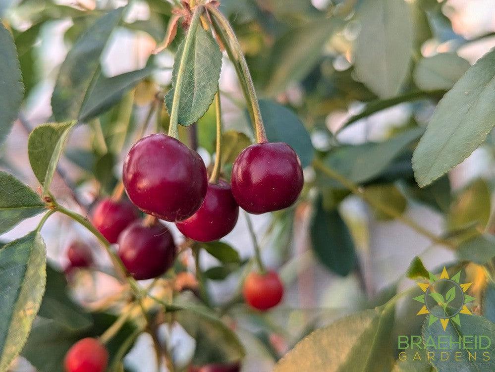 SK Carmine Jewel Cherry Tree- Tree for sale, Grown in Grande Prairie -Braeheid Gardens Ltd. on Emerson Trail