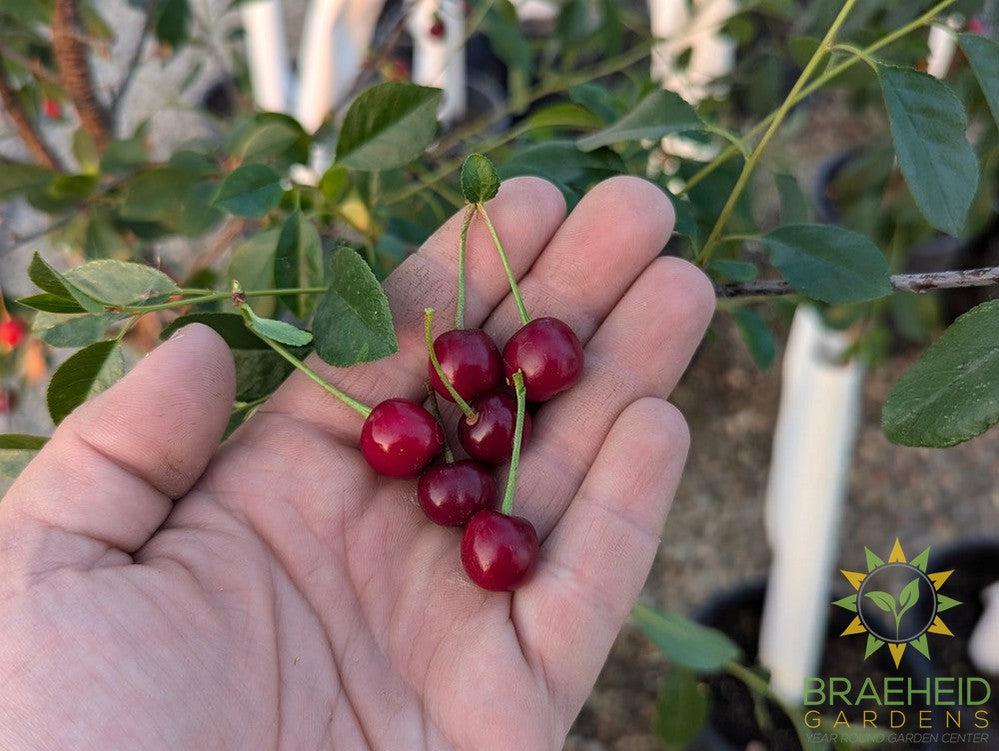 SK Carmine Jewel Cherry Tree- Tree for sale, Grown in Grande Prairie -Braeheid Gardens Ltd. on Emerson Trail