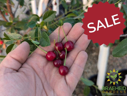 Auction #1 - Beginner’s Orchard Bundle – 9 Hardy Edible Fruit Trees + Fertilizer – Zone 3b Friendly