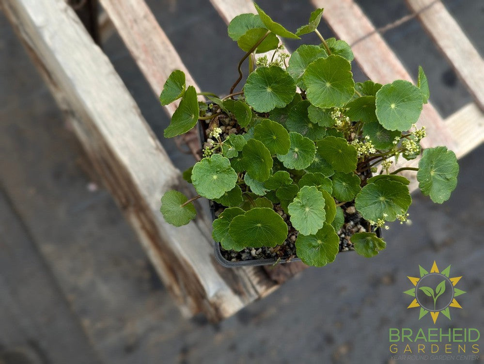 Hydrocotyle Sib Variegata