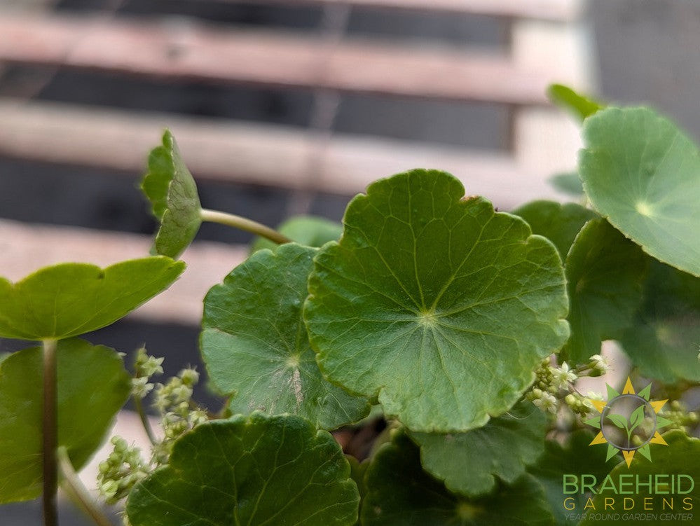 Hydrocotyle Sib Variegata