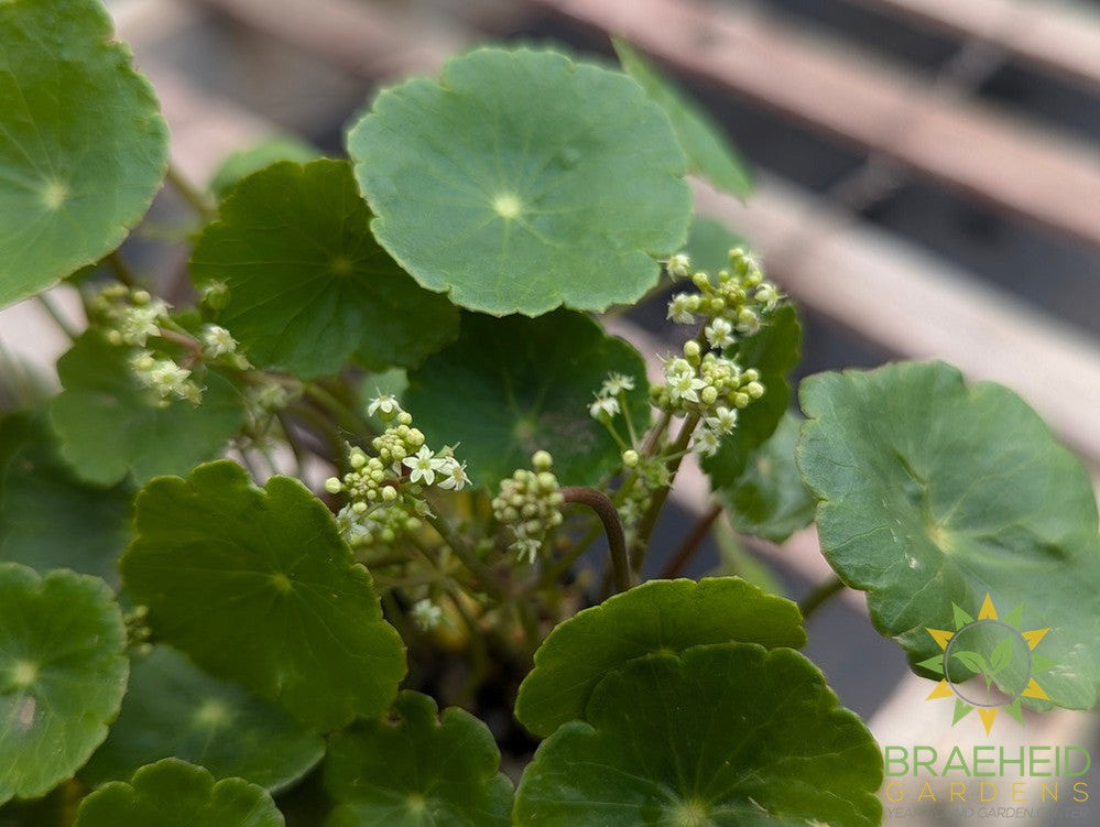 Hydrocotyle Sib Variegata