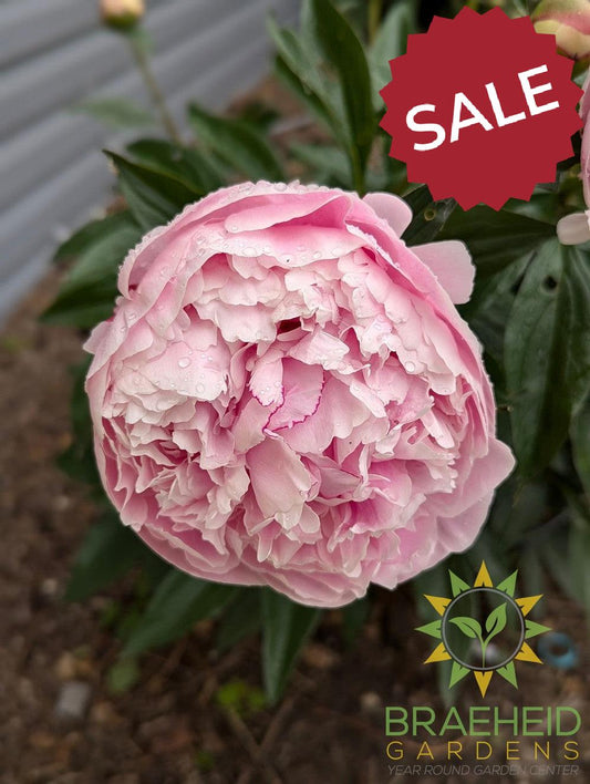Sarah Bernhardt Peony - NO SHIP -