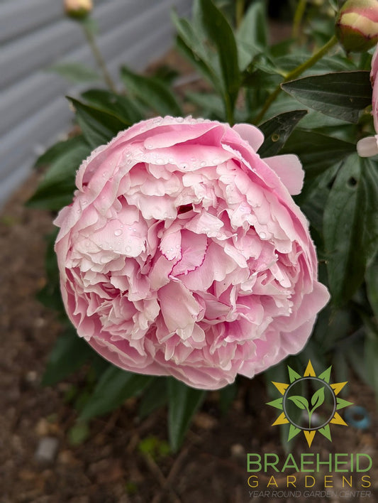 Sarah Bernhardt Peony - NO SHIP -