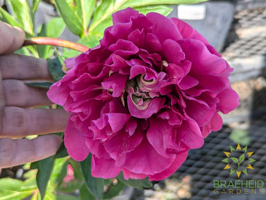 Belle Toulousaine Itoh Peony - NO SHIP