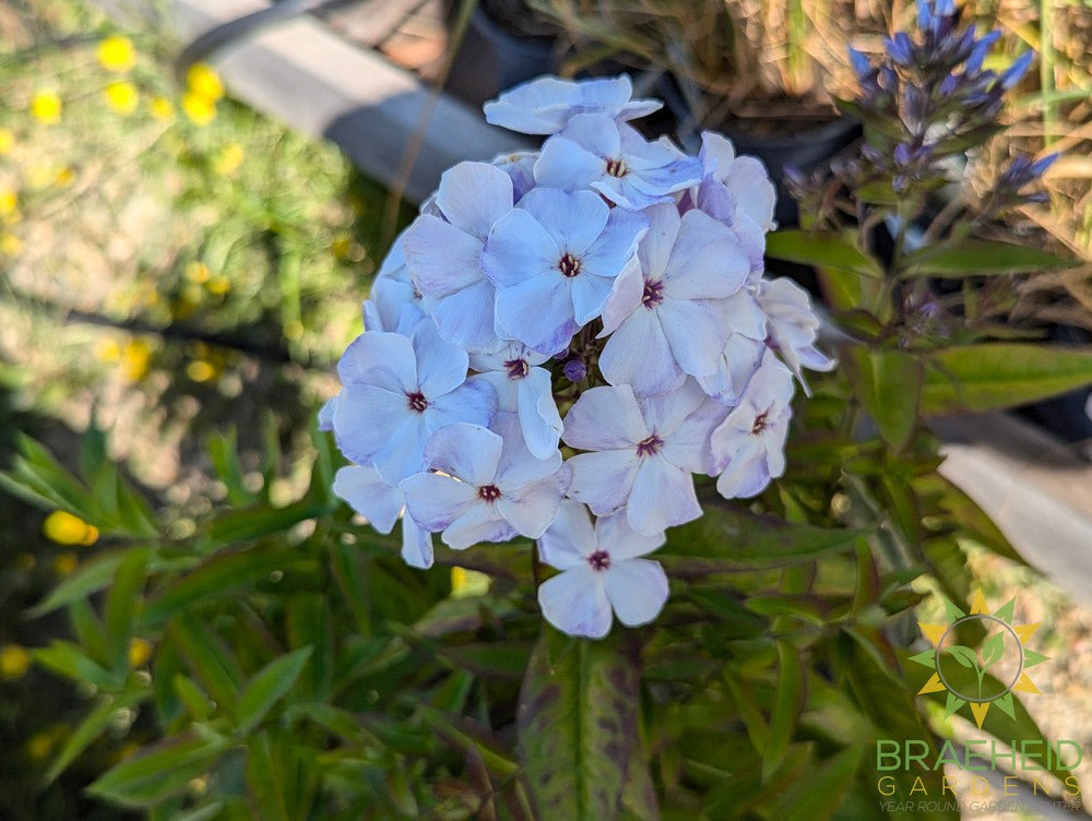 Phlox 'Flame Blue' - NO SHIP -