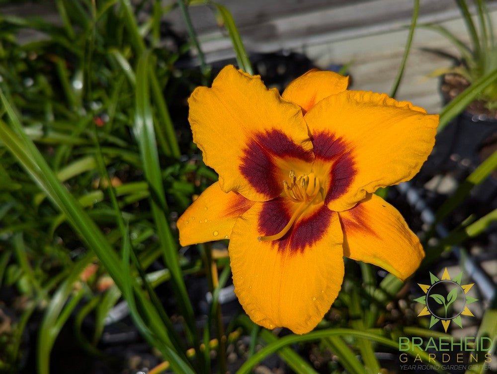 Daylily Fooled Me - NO SHIP -