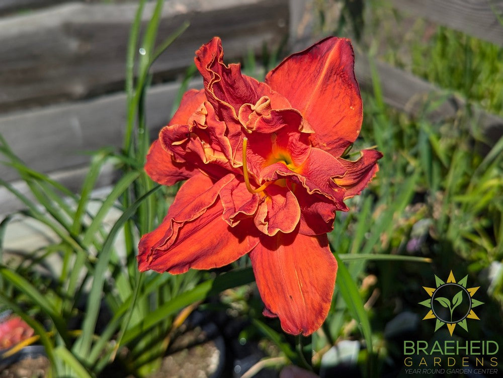 Daylily 'Moses Fire' - NO SHIP -