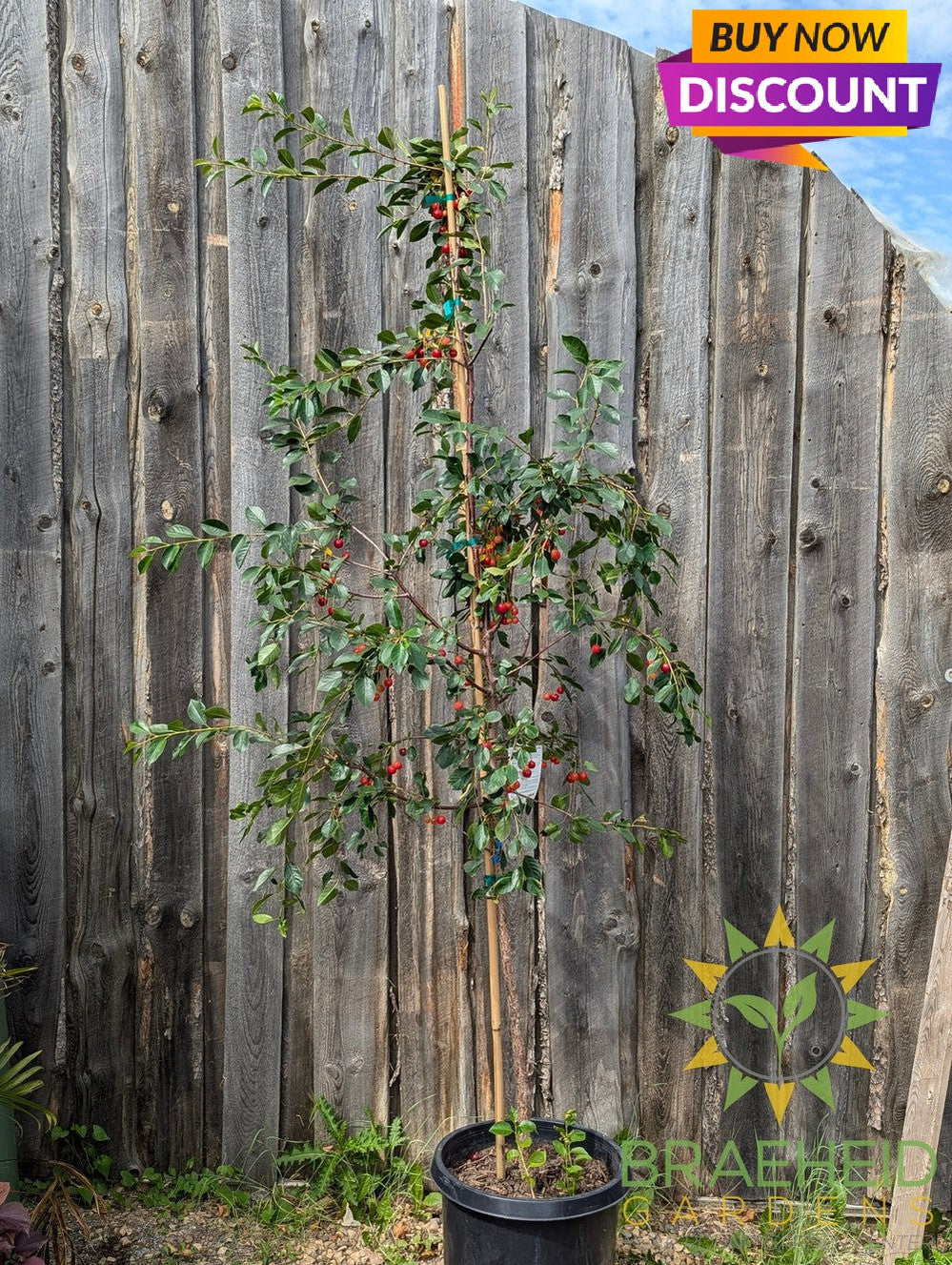 Crimson Passion Cherry Tree