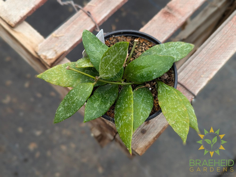 Hoya Gracilis