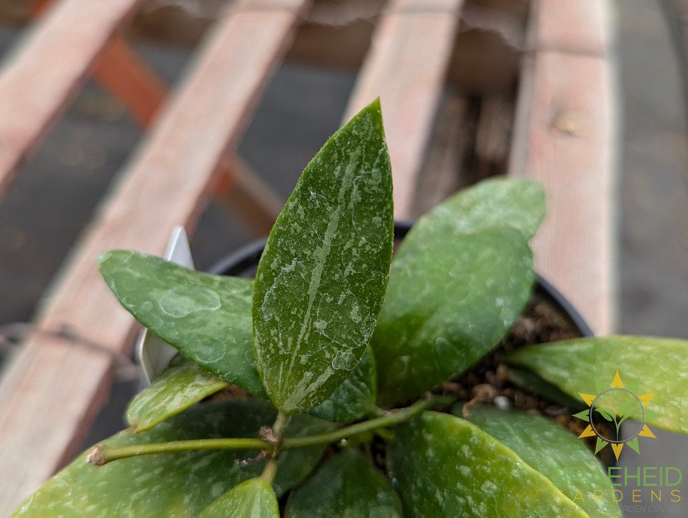 Hoya Gracilis