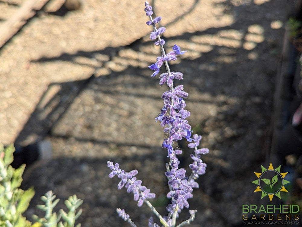 Perovskia Russian Sage 'Little Spire'