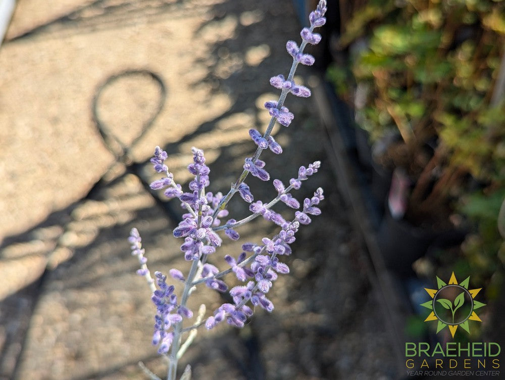 Perovskia Russian Sage 'Little Spire'