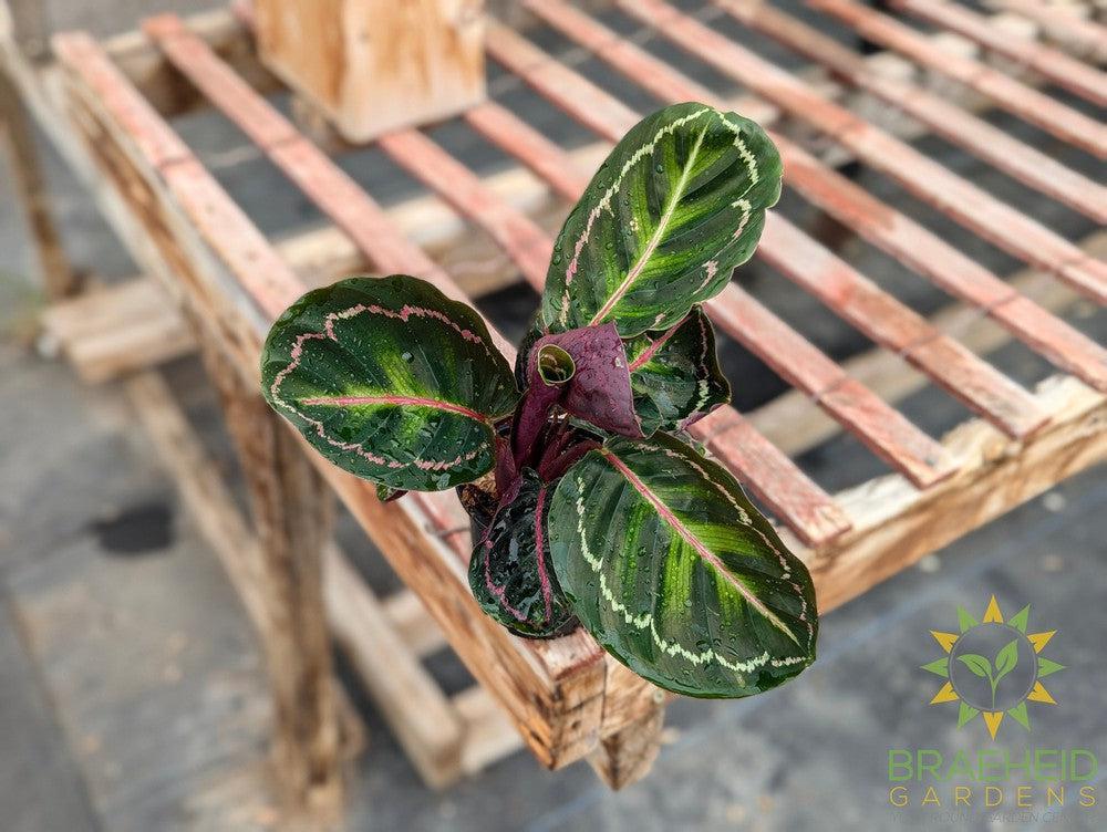 Calathea Illustris – Braeheid Gardens Ltd