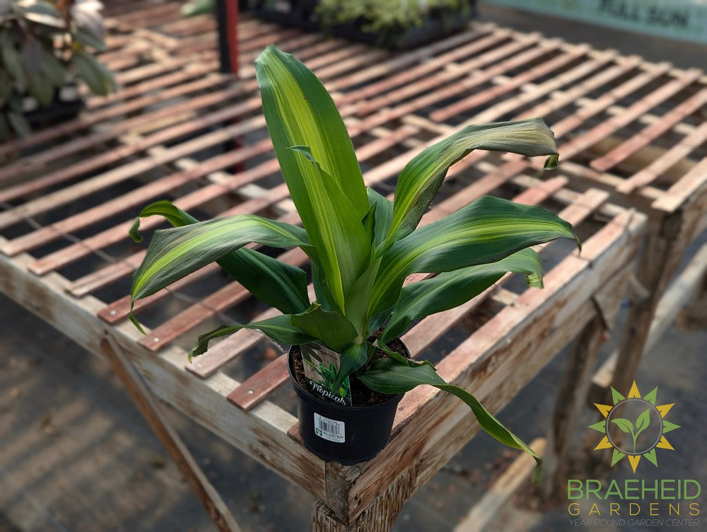 Dracaena Corn Plant