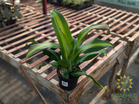 Dracaena Corn Plant