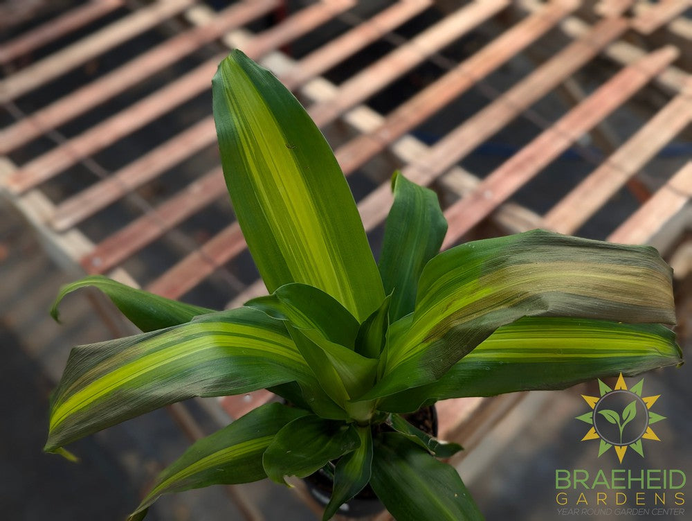 Dracaena Corn Plant