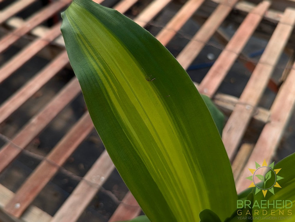 Dracaena Corn Plant