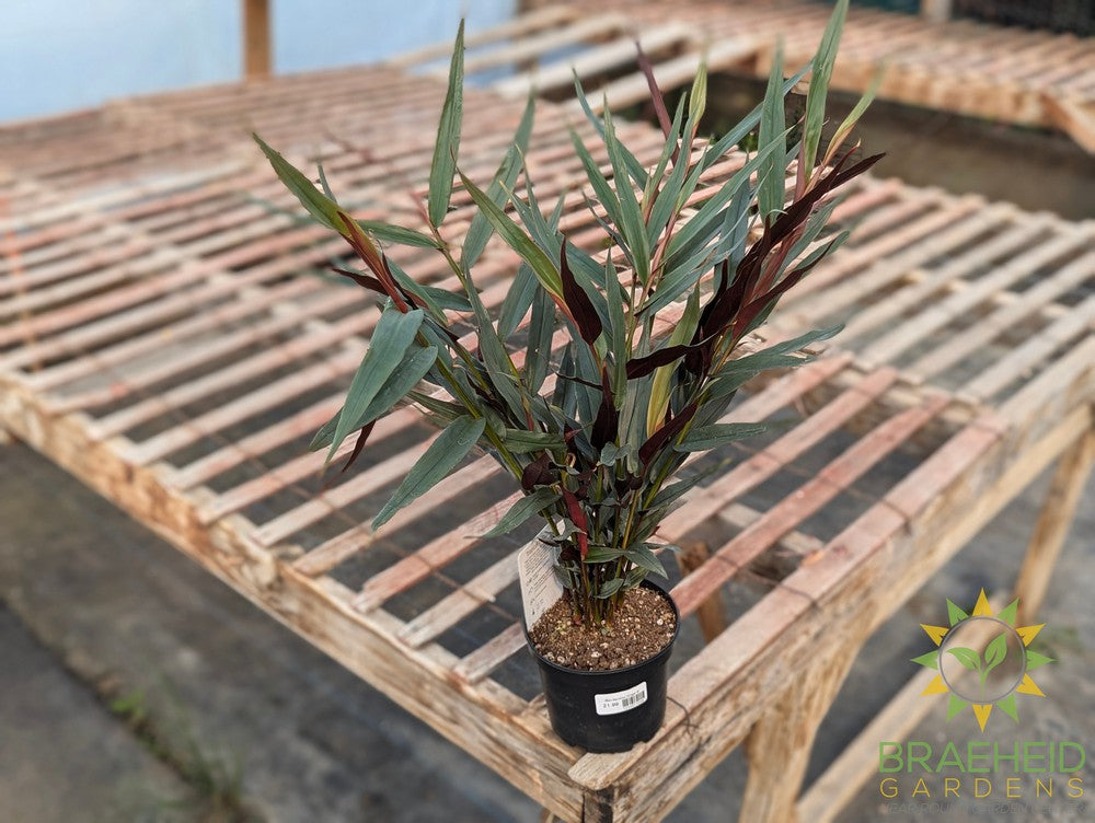 Red Bamboo Ginger