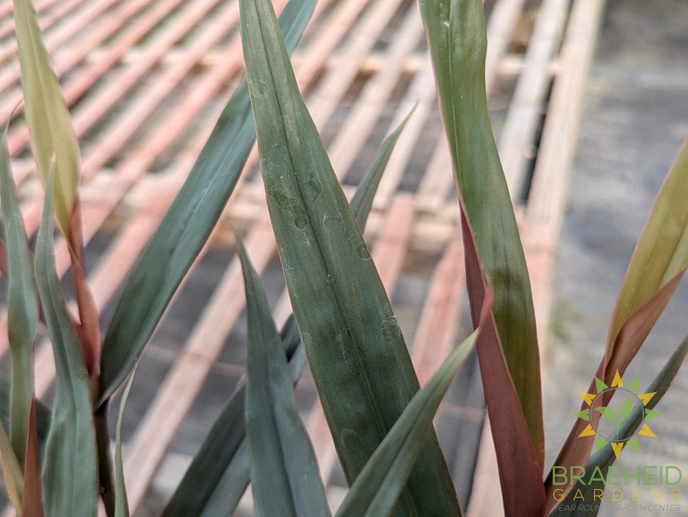 Red Bamboo Ginger