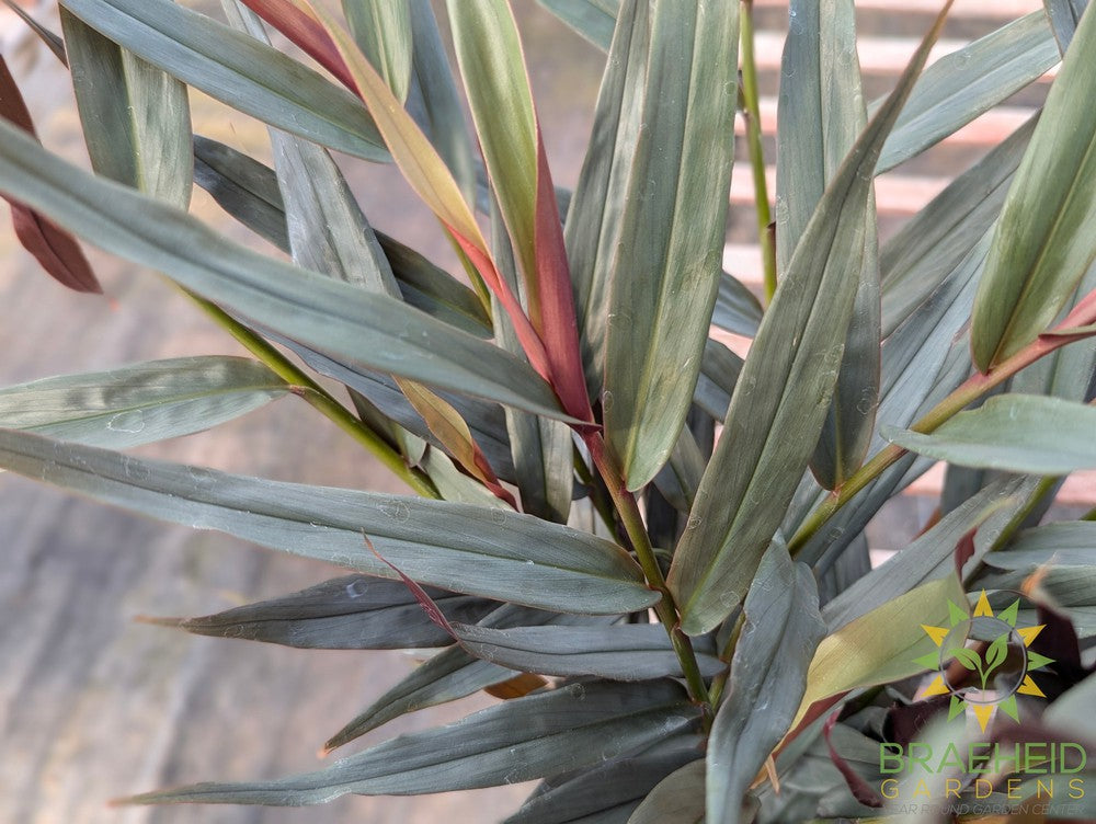 Red Bamboo Ginger